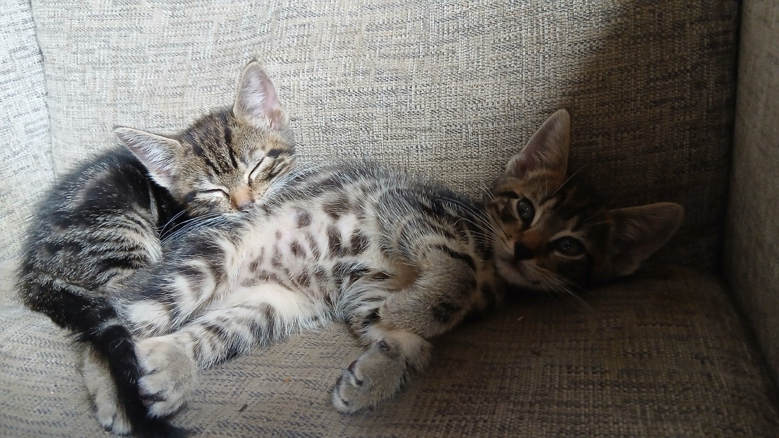 gouden mandje voor kittenpoes, Dieren en Toebehoren, Poes, 0 tot 2 jaar