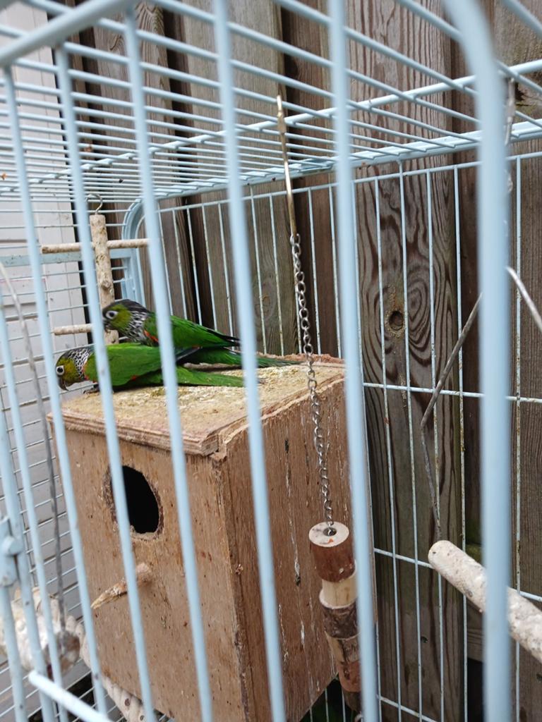 Mooi jong koppel Pyrrhura parkieten te koop, Meerdere dieren, Parkiet