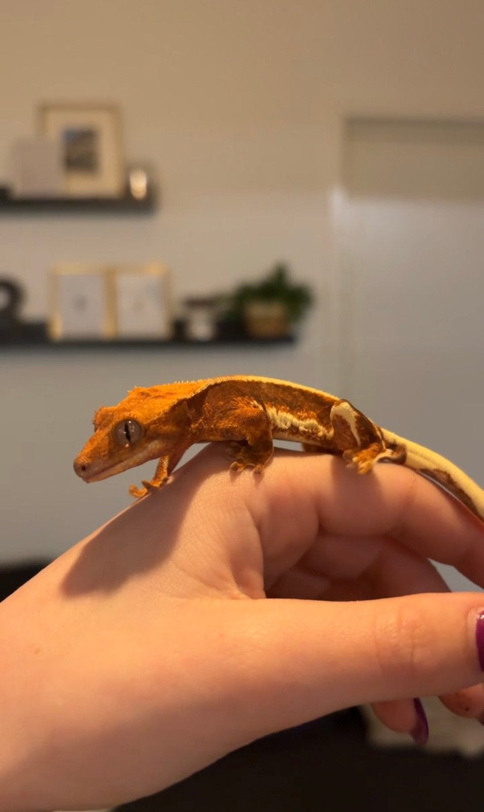 Wimper gekko Crested Gecko photo 2