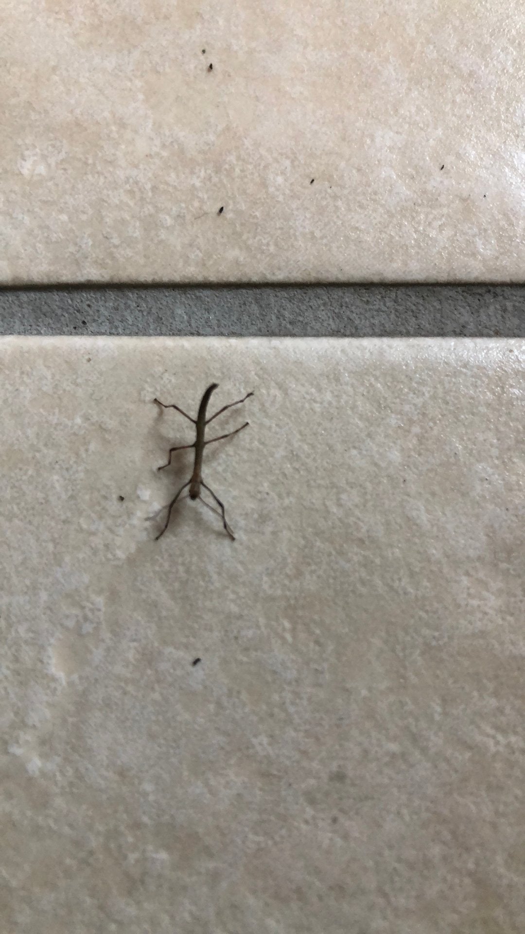 Baby wandelende takken, Dieren en Toebehoren, Insecten en Spinnen, Wandelende tak