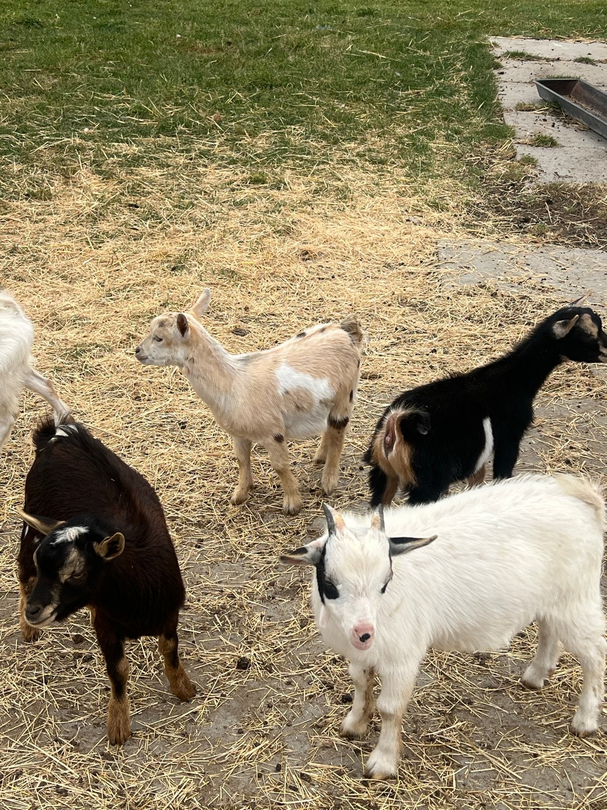 Mooi dwergbokken, Mannelijk, Schaap