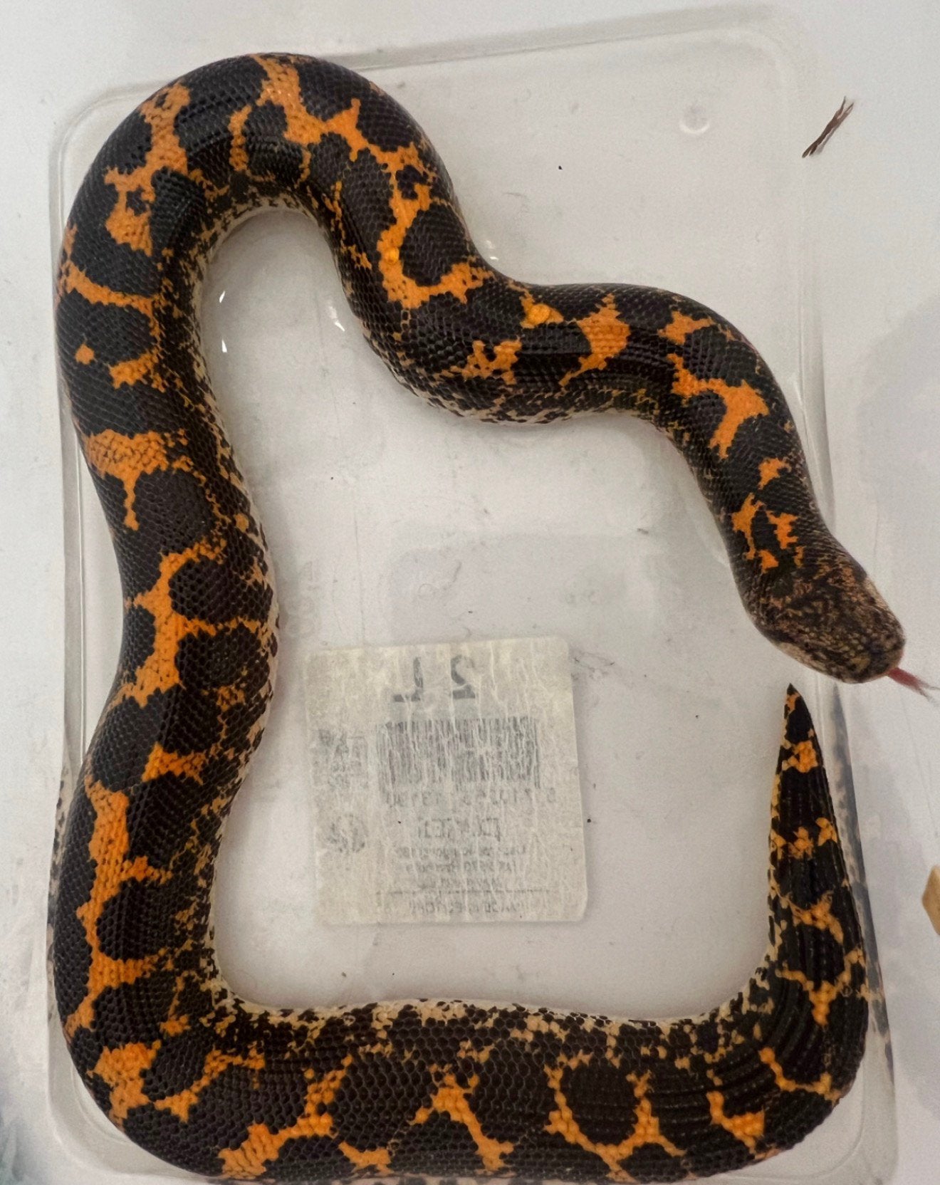 Handtame 0.1 Kenyan Sand Boa, Dieren en Toebehoren, Slang, 0 tot 2 jaar