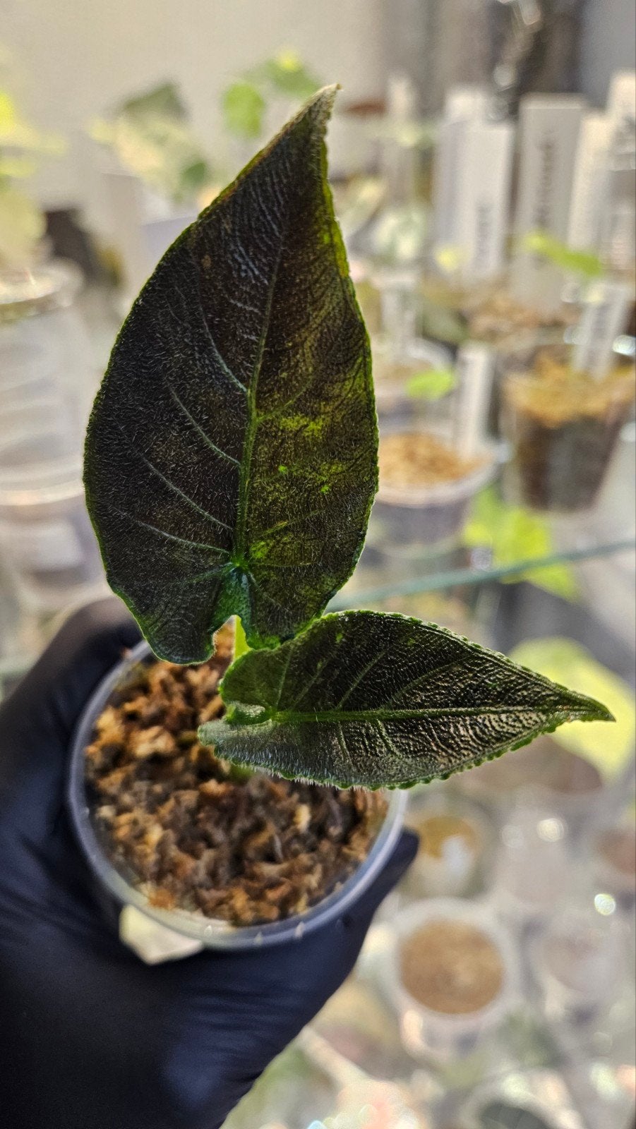 Alocasia Antoro Velvet Variegata, Ophalen of Verzenden, Halfschaduw, Minder dan 100 cm