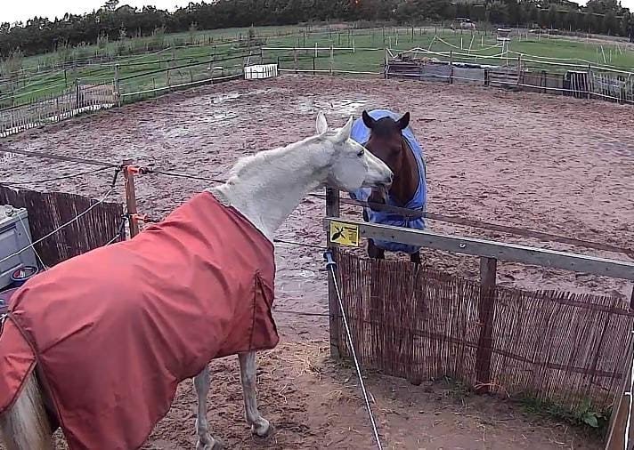 bijrijder gezocht!, Dieren en Toebehoren