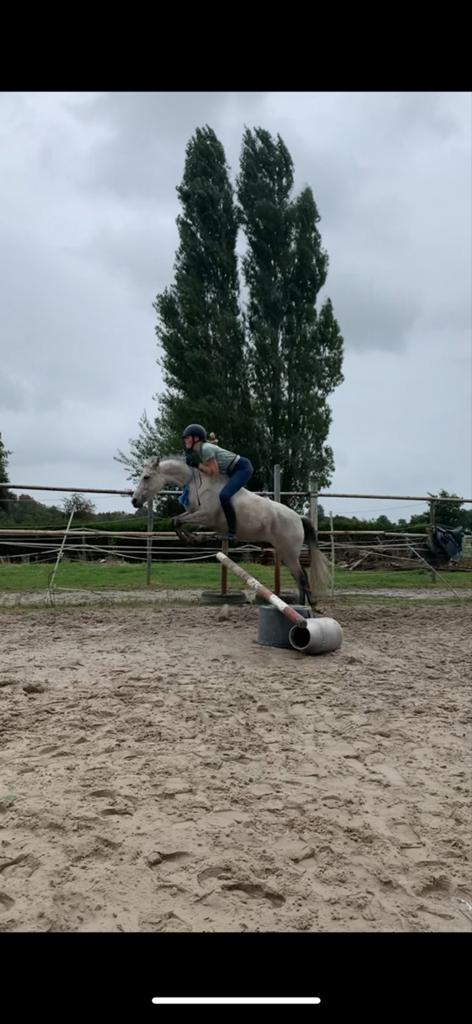 Bijrijdpaard gezocht, Dieren en Toebehoren, Paarden en Pony's | Overige Paardenspullen, Ophalen of Verzenden, Zo goed als nieuw
