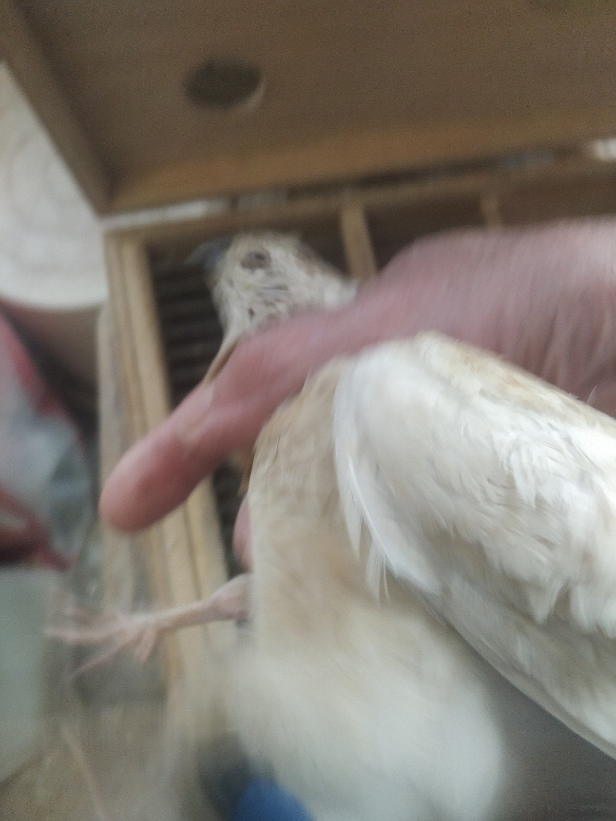 Japanse kwartels, Meerdere dieren