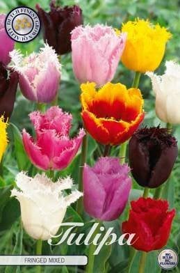 Tulipa Fringed Mixed - Gefranjerde Tulpenmix, Ophalen of Verzenden, Najaar, Volle zon, Bloembol