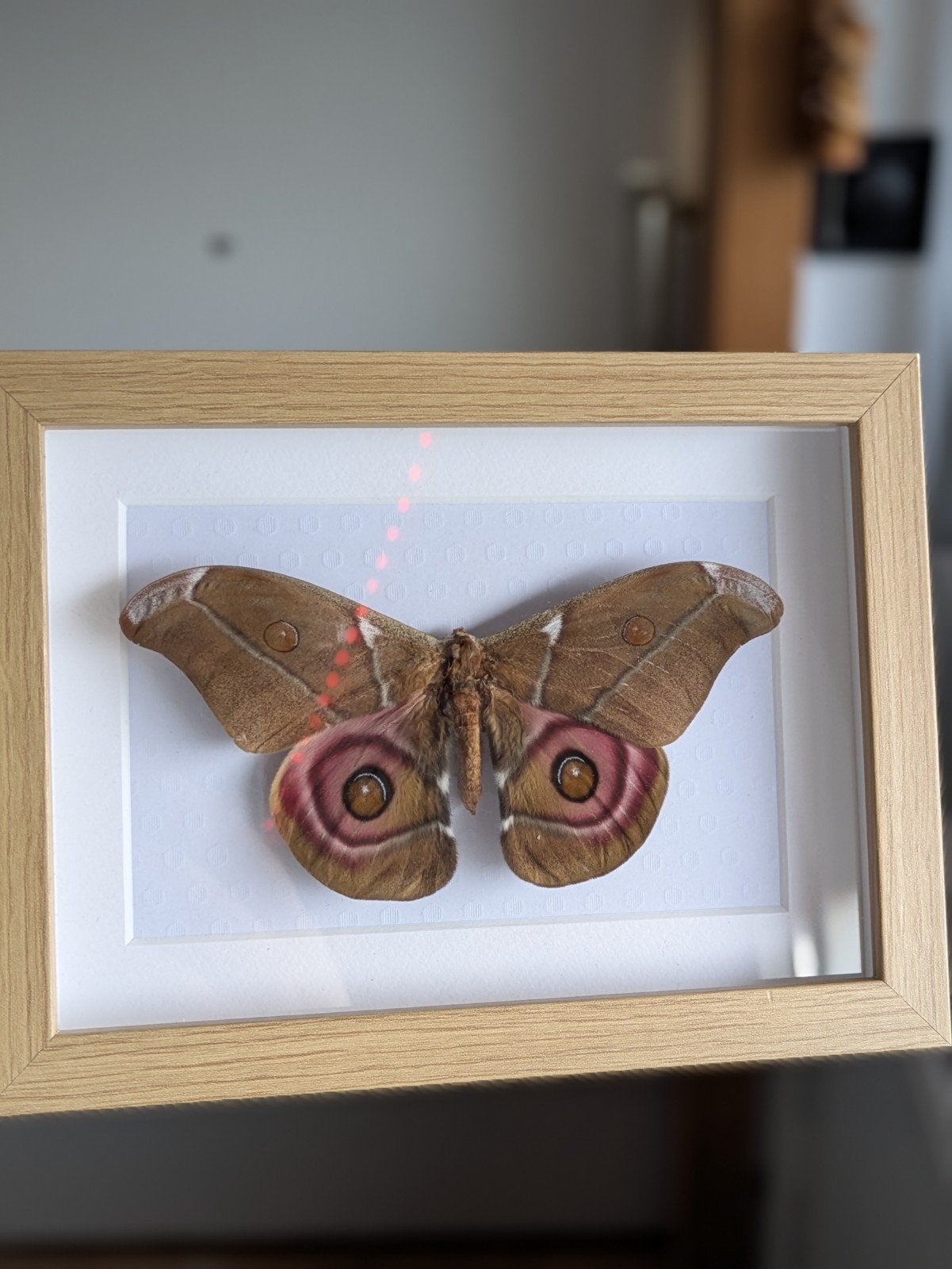 Antherina Suraka in houten fotolijst, Bruin, Zo goed als nieuw, Fotolijst, Hout