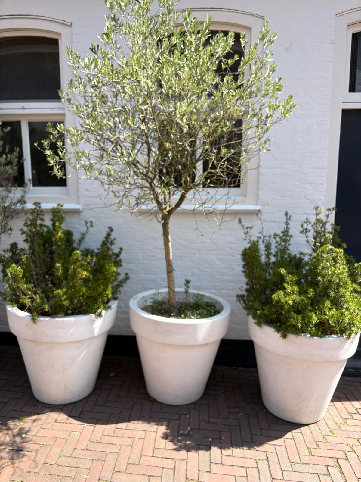4 elho bloempotten gevuld met olijfboompjes en rozemarijn, Tuin en Terras, Bloembakken en Plantenbakken, Ophalen, Kunststof, Minder dan 30 cm