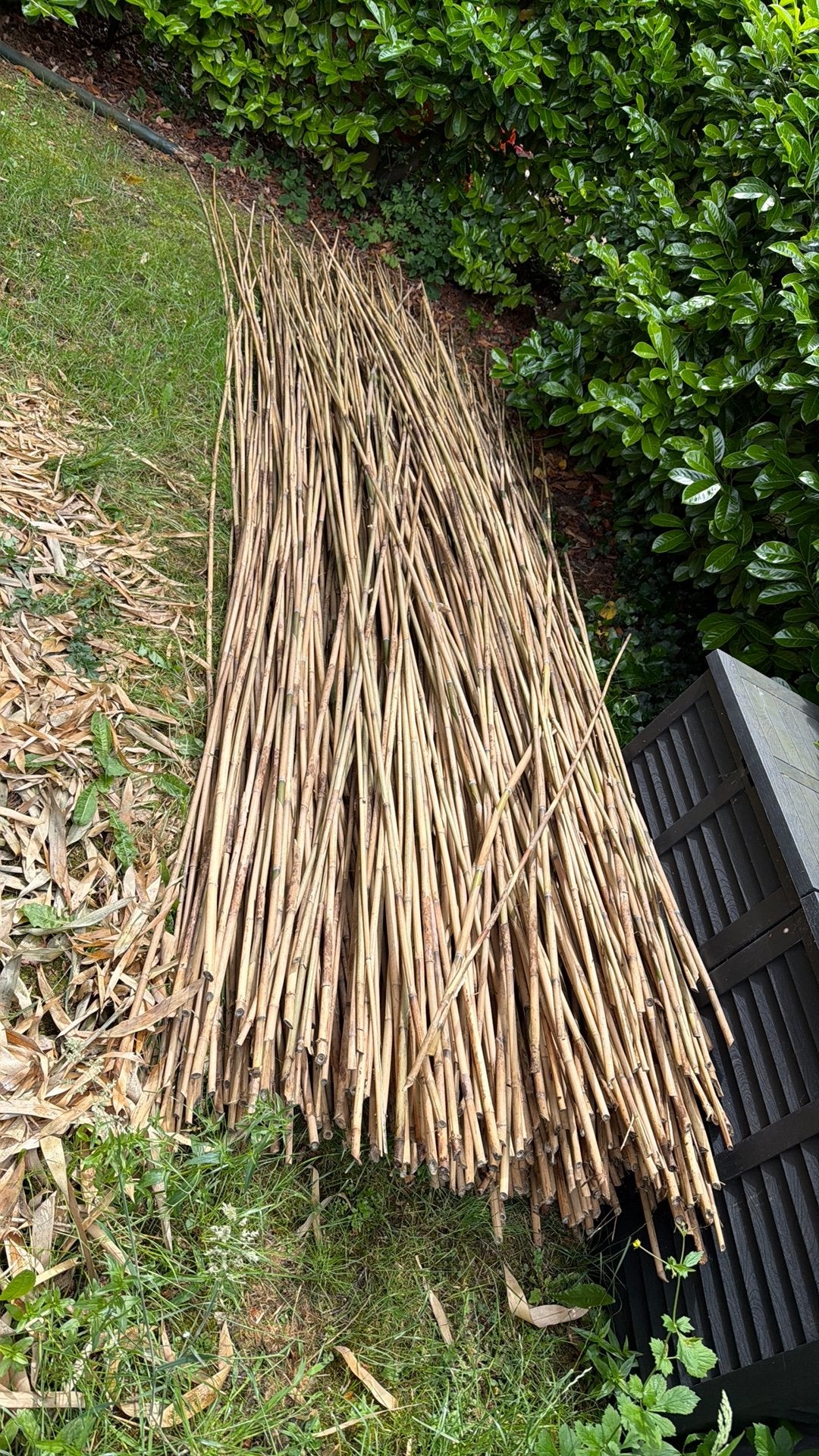 Bamboe stokken, gestript zeker 800 st. en in diverse lengte, Tuin en Terras, Planten | Tuinplanten, Ophalen, Bloeit niet, Overige soorten