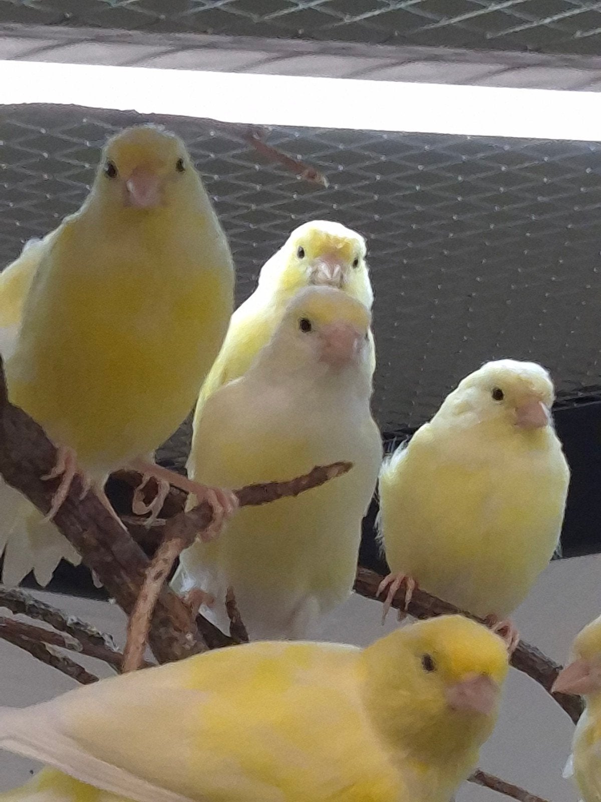 Jonge Kanaries, Dieren en Toebehoren, Vogels | Kanaries, Geslacht onbekend, Kleurkanarie