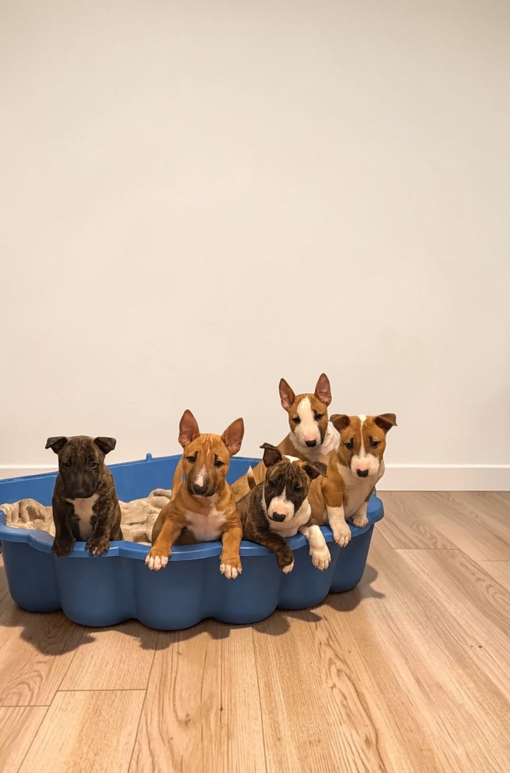 ️ORIGINELE MINIATUUR BULLTERRIER PUPS STAMMBOOM️, Bull Terriër, Fokker | Hobbymatig, 8 tot 15 weken, Buitenland