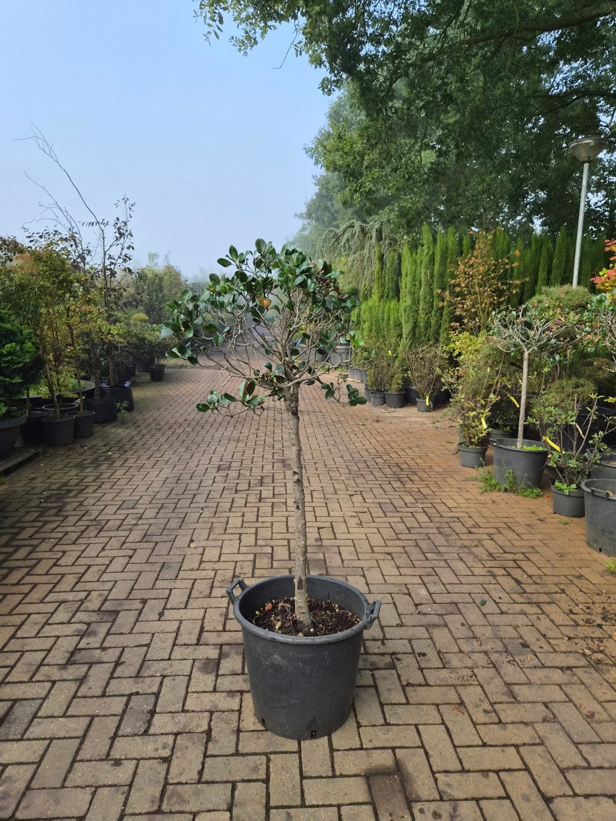 Arbutus Unedo Stam - Mediterrane aardbeiboom, Herfst, Overige soorten, 100 tot 250 cm, Ophalen
