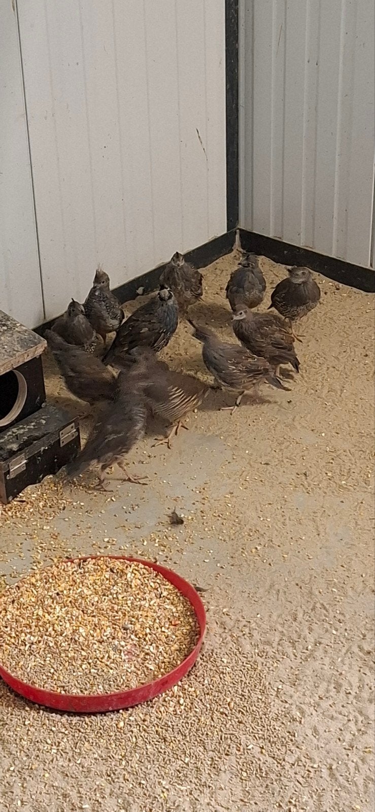 koppels californische  kuifkwartels, Dieren en Toebehoren, Meerdere dieren, Geringd