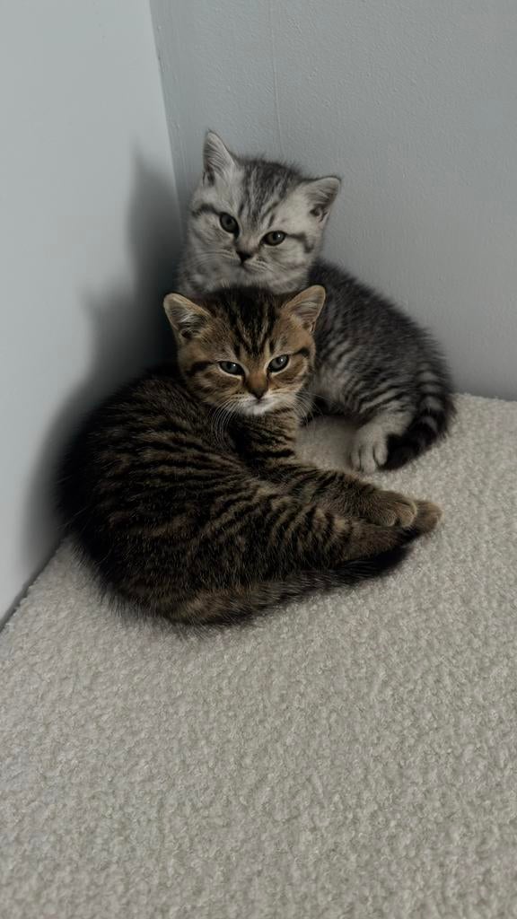 2 Kittens - Britse korthaar - jongen / meisje, Dieren en Toebehoren, Katten en Kittens | Raskatten | Korthaar, Meerdere dieren