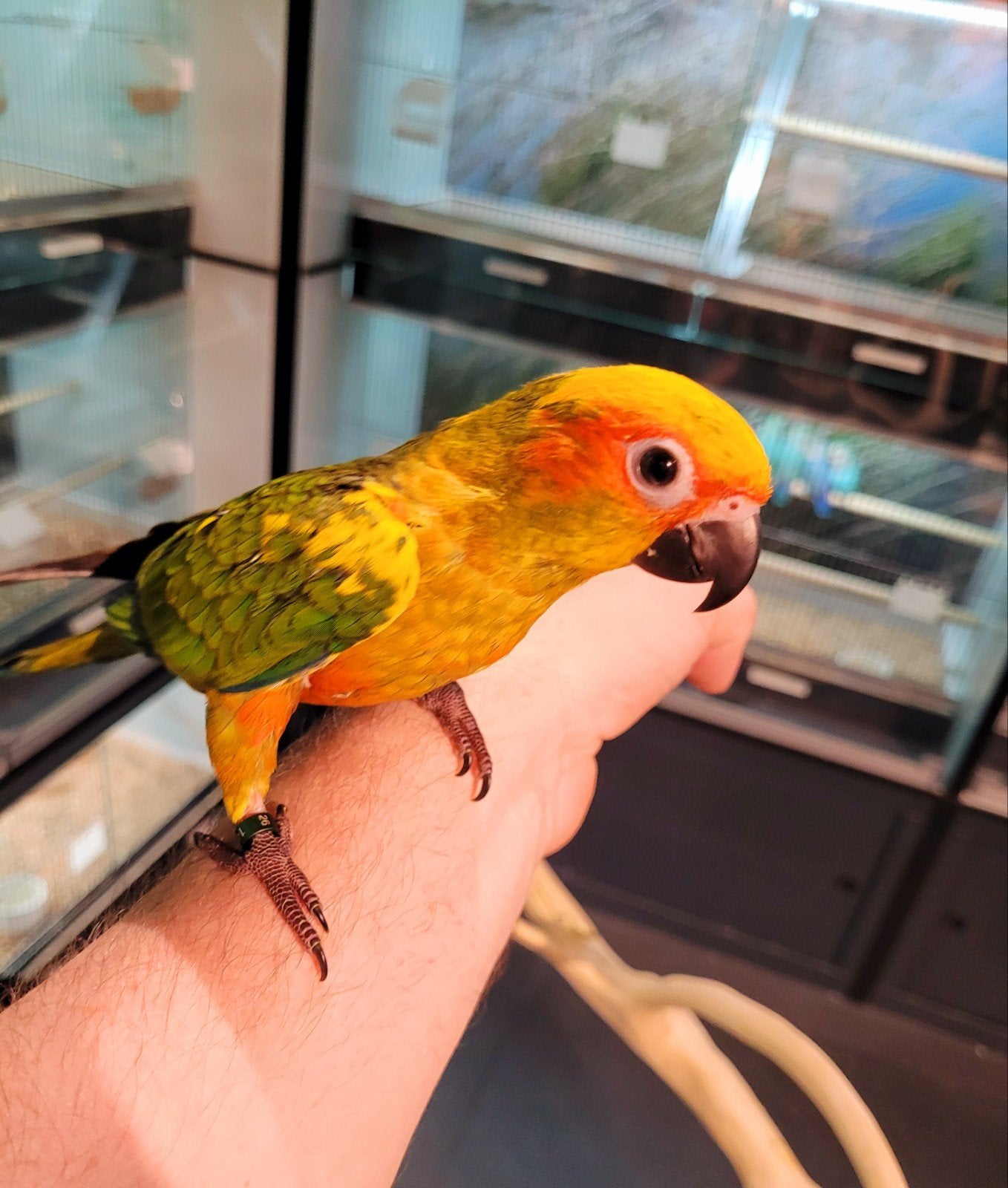 Zonparkieten super lief en echt super tam., Dieren en Toebehoren, Vogels | Parkieten en Papegaaien, Meerdere dieren, Papegaai