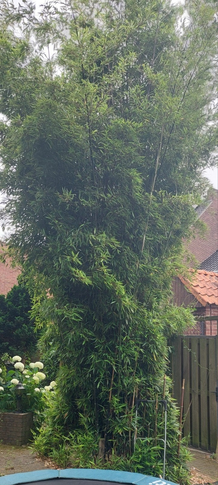 Grote zwarte Bamboeplant gratis, Tuin en Terras, Volle zon, Vaste plant, Bloeit niet, Ophalen