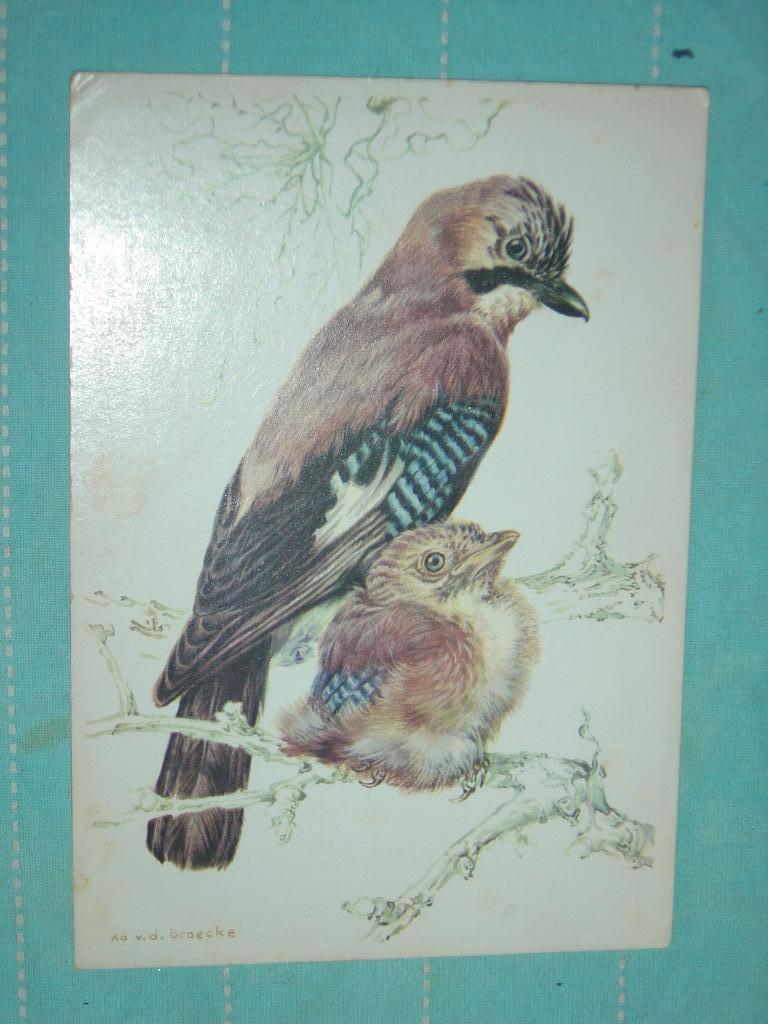 6) Kleuren ansichtkaart Vlaamse gaai met jongen Vogels, Verzamelen, Ophalen of Verzenden, 1980 tot heden, Gelopen, Vogel