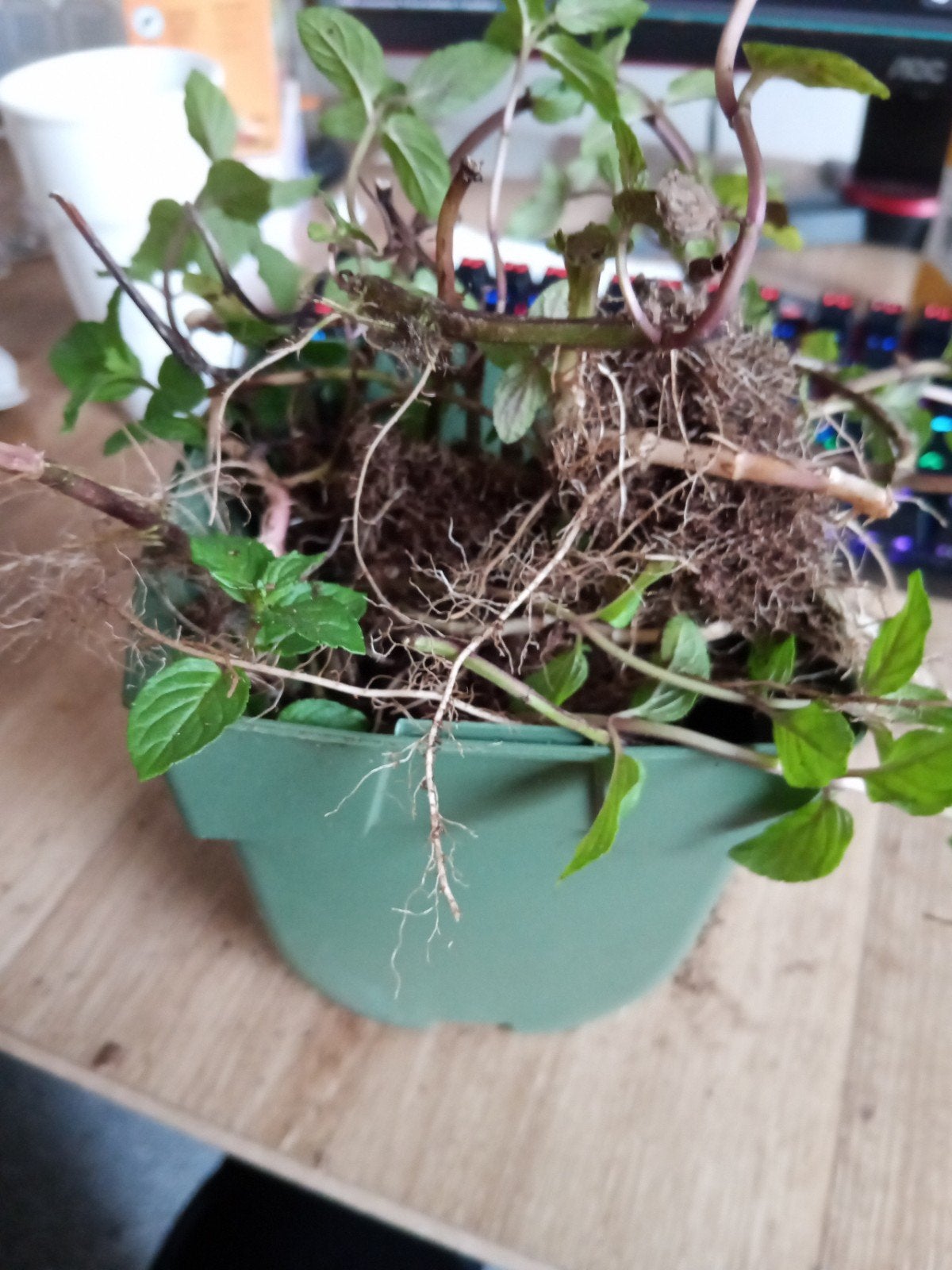 chocolate munt stekjes en uitlopers, Tuin en Terras, Ophalen, Kruiden, Halfschaduw