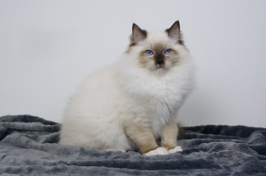Ragdoll kitten met stamboom, Kater, Met stamboom, 0 tot 2 jaar