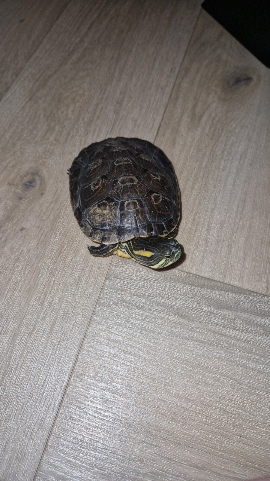 2 waterschildpadden, 1,5jaar oud. Incl
Terrarium