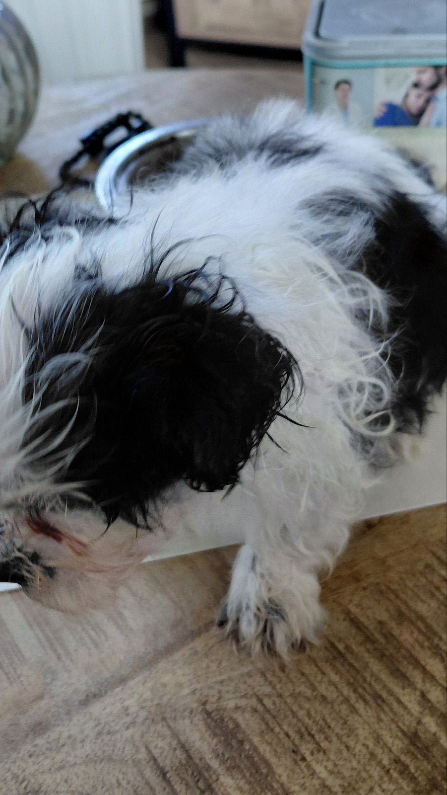 super gezonde boomer puppys, Dieren en Toebehoren, Meerdere, Meerdere dieren, Nederland, Particulier