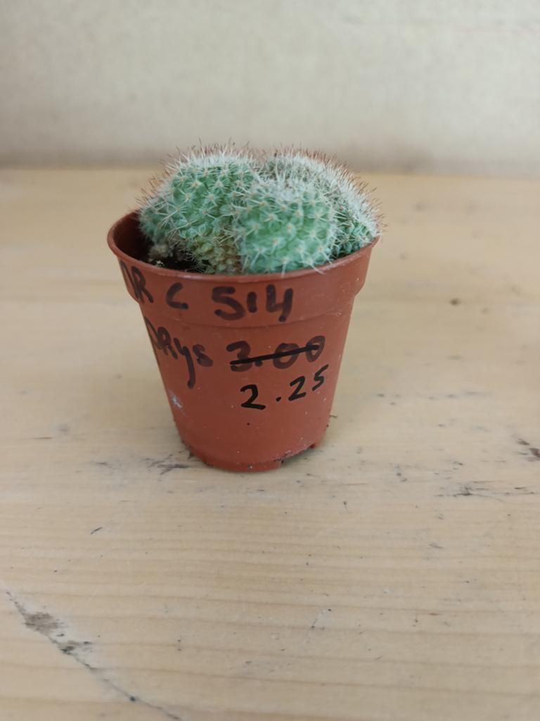Mammilaria cristaat potmaat 5.5 nummer c514, Ophalen of Verzenden, Halfschaduw, Minder dan 100 cm
