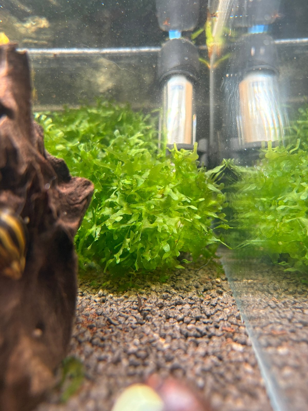 Levermos, Dieren en Toebehoren, Vissen | Aquaria en Toebehoren, Inclusief planten, Plant(en), Steen of Hout, Nieuw, Overige merken