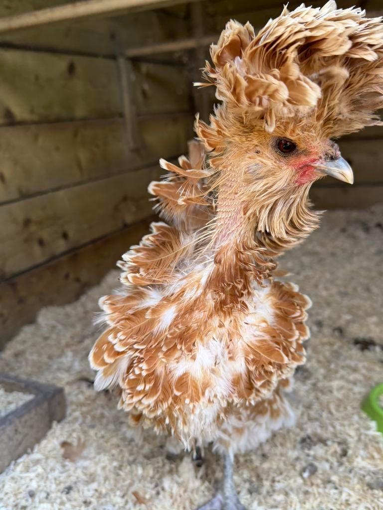 Kuifhoen broedeitjes met kans op krulveer, Vrouwelijk, Kip
