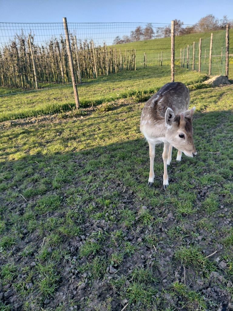 Damhertje te koop, Dieren en Toebehoren, Juni, Mannelijk