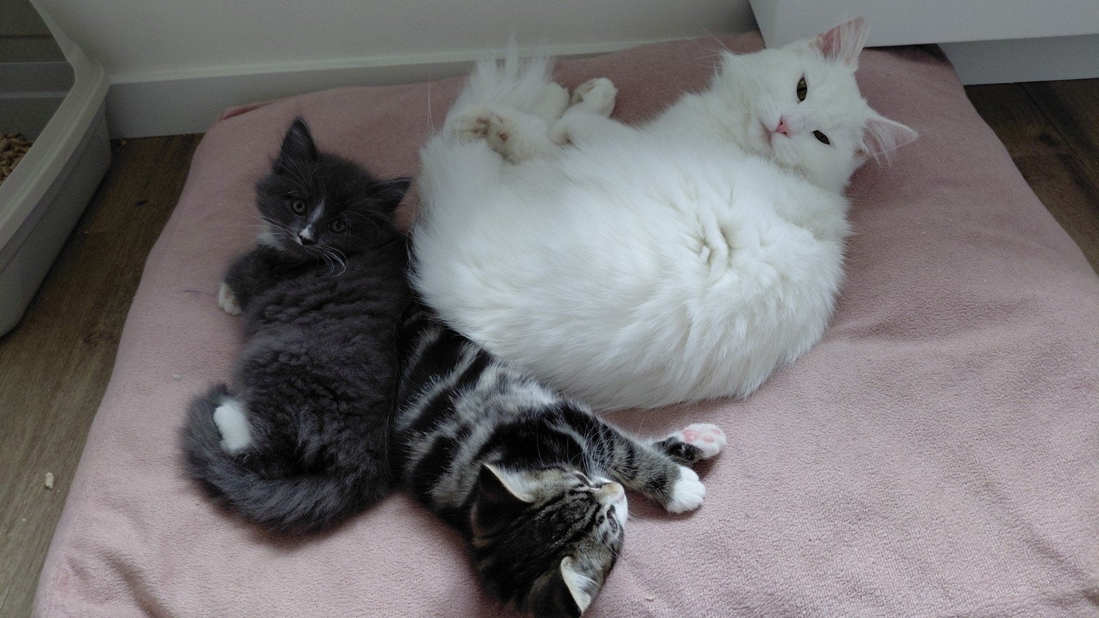 Ragcoon kruising zoeken nieuw thuis, Meerdere dieren, Langharig, 0 tot 2 jaar