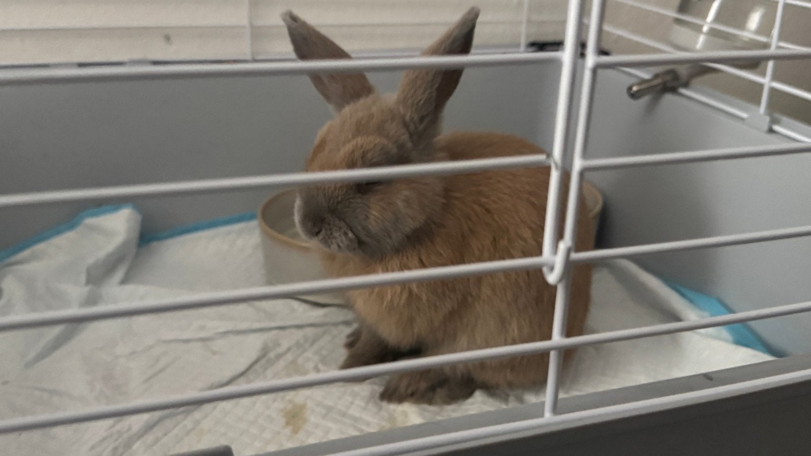 Konijn zoekt een liefdevol nieuw thuis, Mannelijk