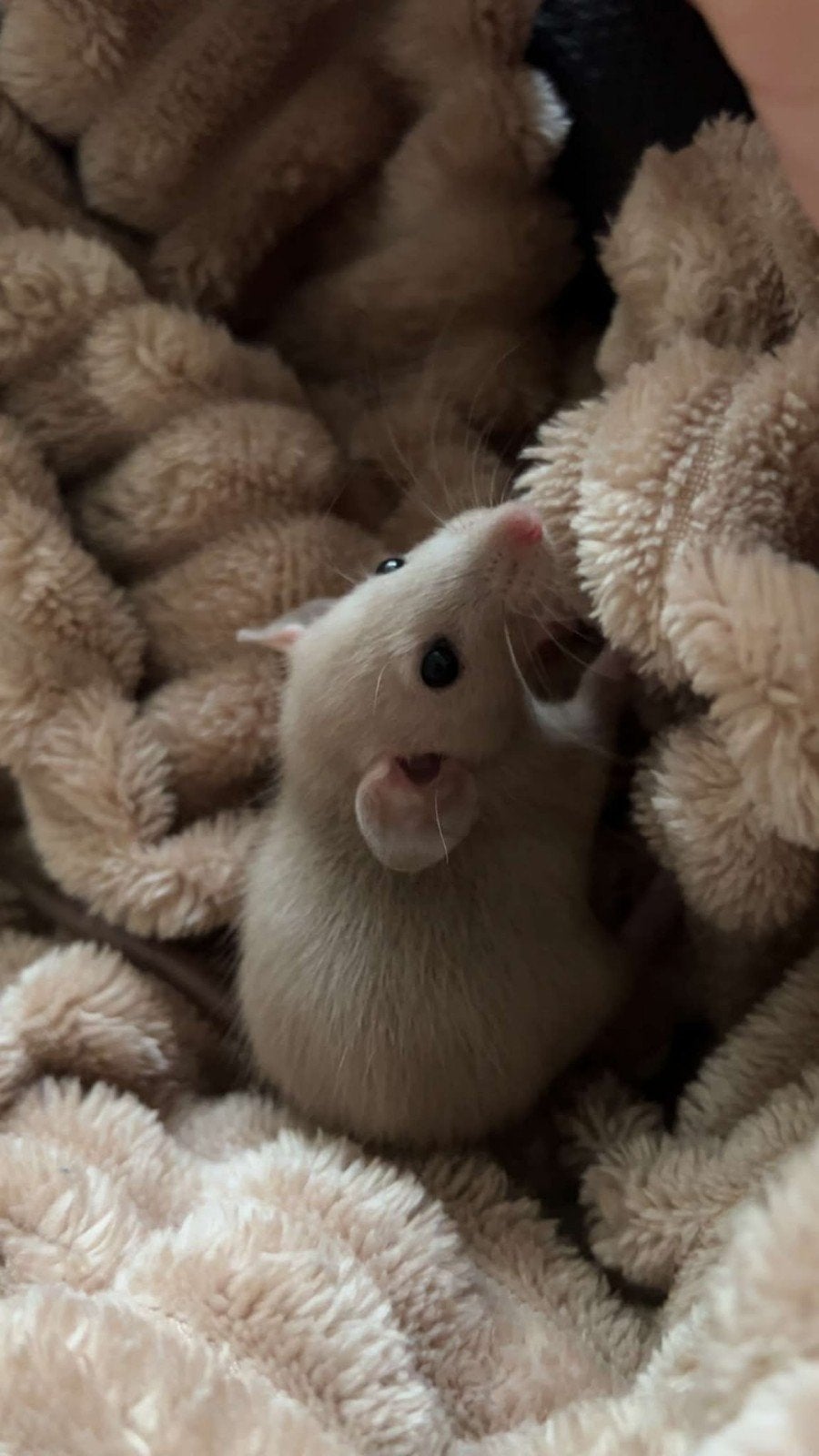 2 tamme ratjes met veel  toebehoren, Dieren en Toebehoren, Knaagdieren, Mei, Meerdere dieren, Rat