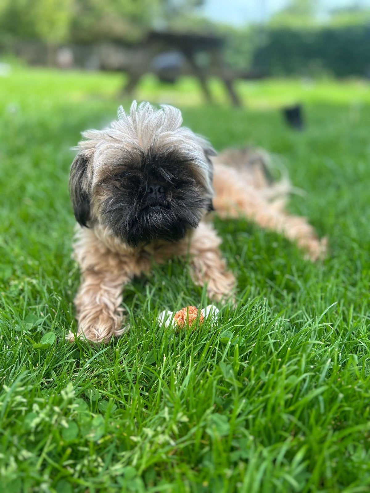Shi tzu, Overige rassen, Teef, Parvo, Meerdere