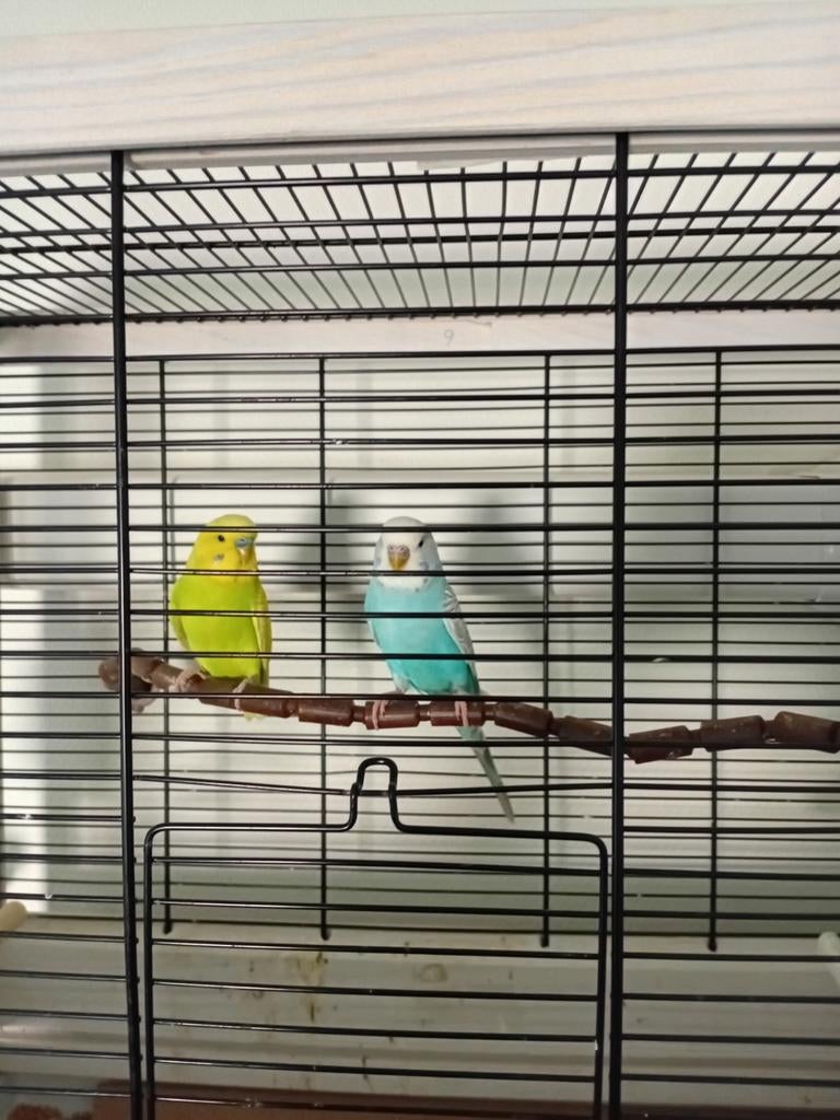 Eén vogel kost zeven en een halve euro., Dieren en Toebehoren, Vogels | Overige Vogels