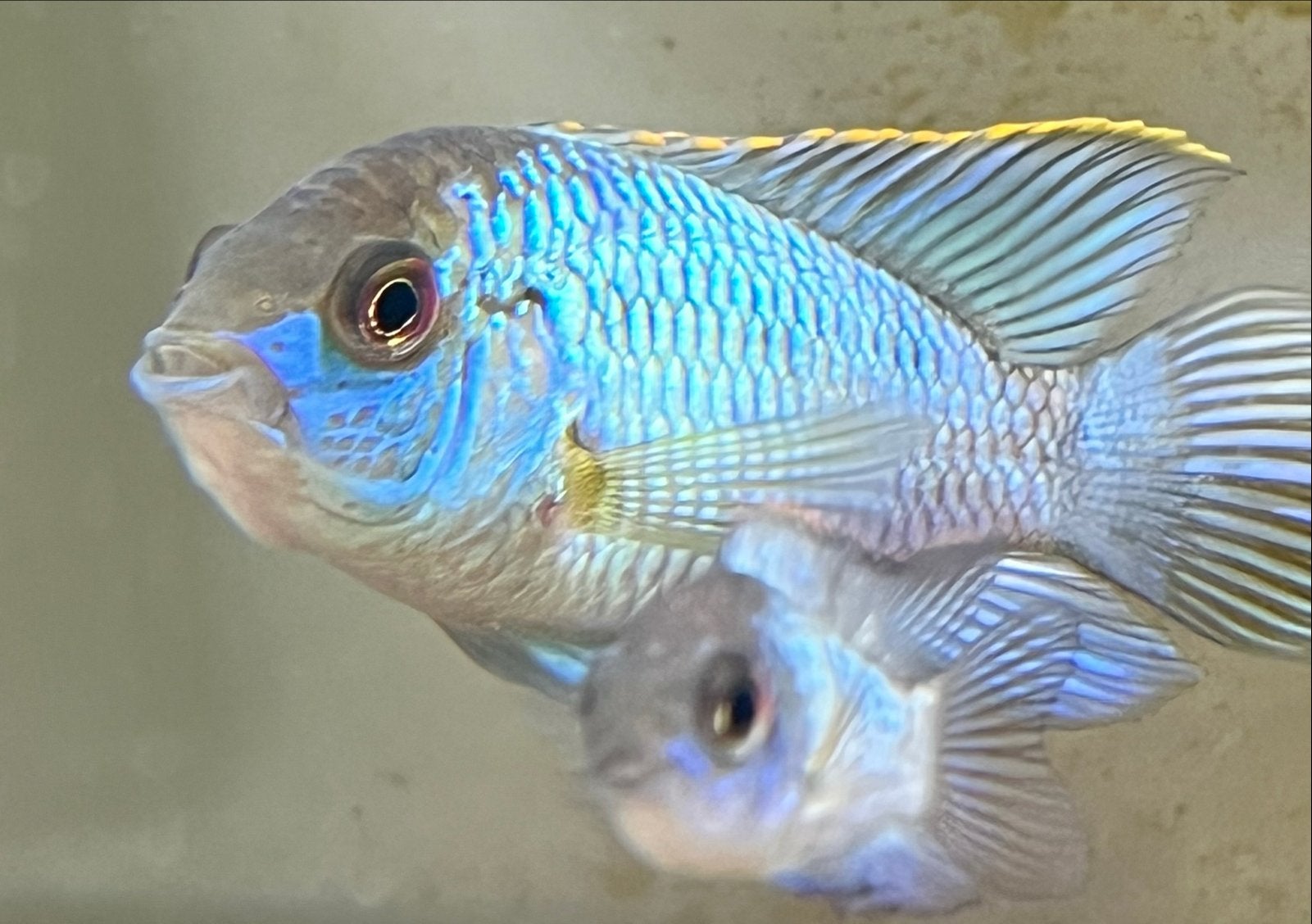 3 stuks 1 jaar jonge Electric blue acara’s, Dieren en Toebehoren, Vissen | Aquariumvissen, Vis, Zoetwatervis