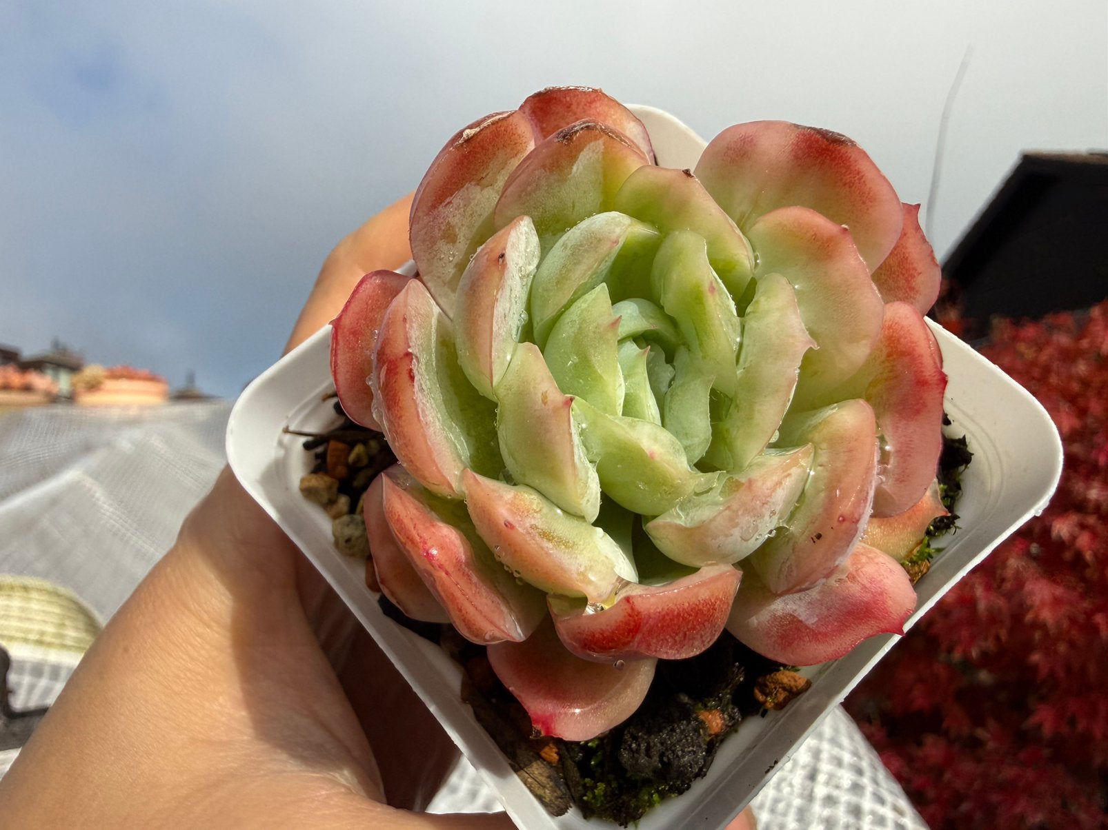 Echeveria seersucker skirt/pot 7cm/vetplant/succulent, Huis en Inrichting, Ophalen of Verzenden, Halfschaduw, Minder dan 100 cm