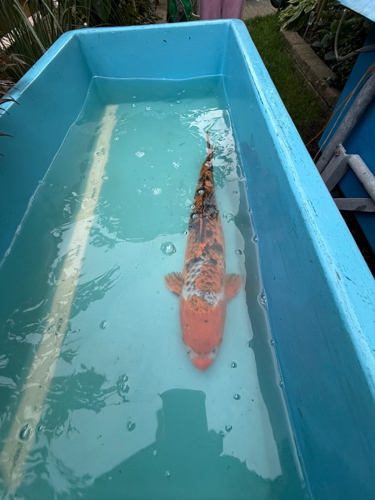 Taisho Sanke koi, Karper of Koi