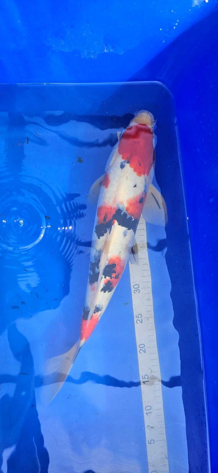 Showa 45 cm, Karper of Koi