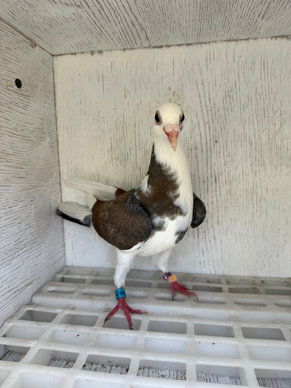 5 jonge gekleurde postduiven te koop. (goedkoop), Meerdere dieren, Postduif