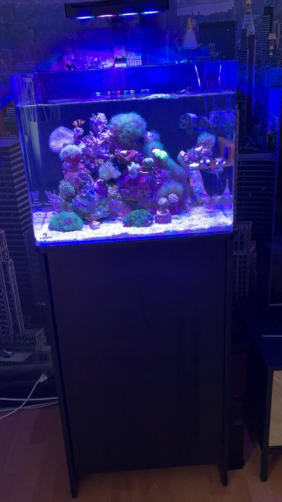 Mooie Blue marine reef 90 aquarium gevuld mooie koralen, Ophalen, Zo goed als nieuw, Gevuld zeewateraquarium