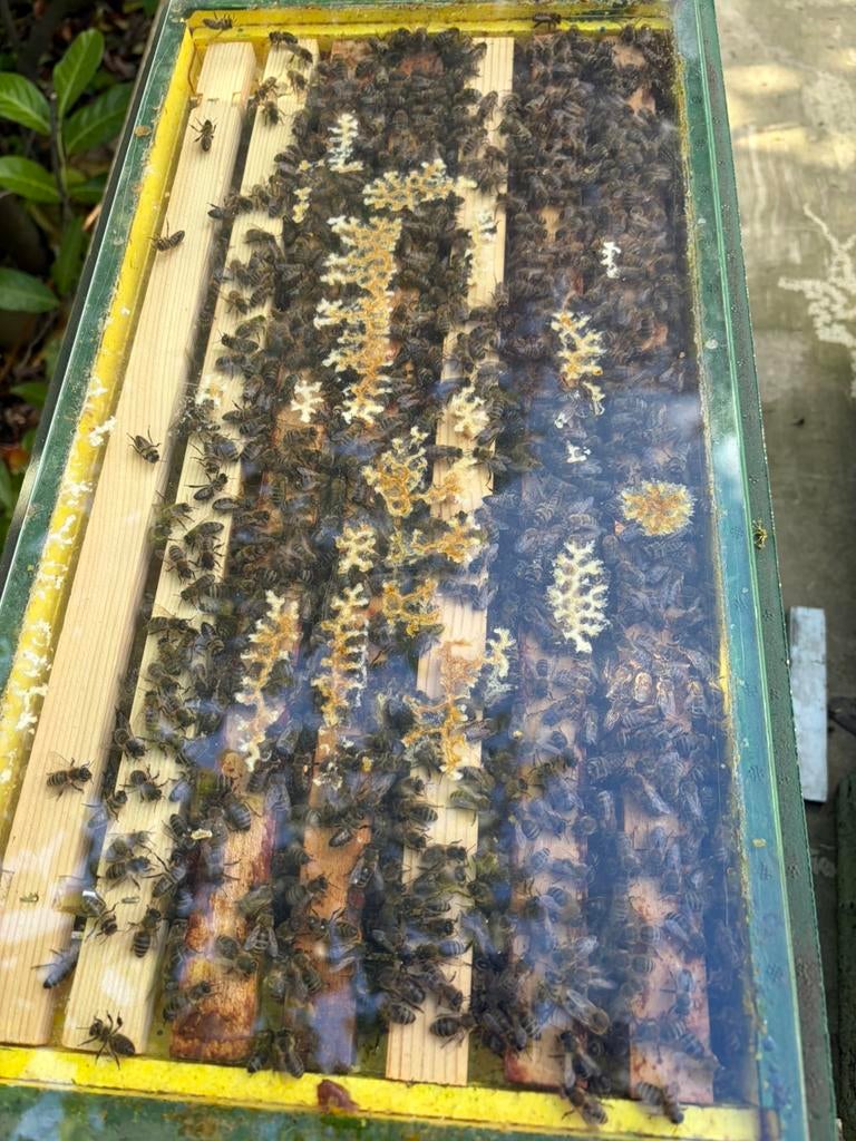 Carnica zesramer, Bijen