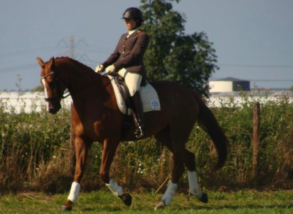 Wedstrijdjas Cavallo - 36 getailleerd, Dieren en Toebehoren, Paardrijkleding, Ophalen of Verzenden, Dressuur, Dames, Bovenkleding