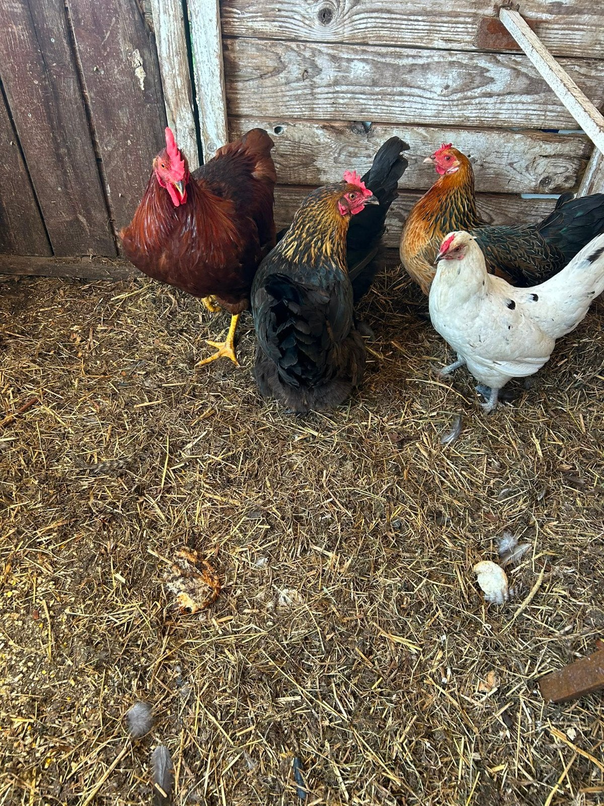 3 leuke Kippen + Haan, Dieren en Toebehoren, Vrouwelijk, Kip