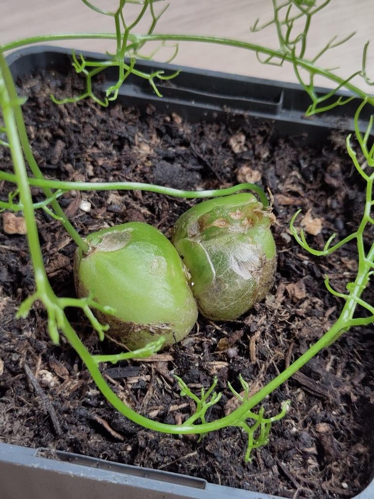 Bowiea volobilis vitrageplant caudex bijzondere kamerplant, Bloeiende kamerplant, Ophalen of Verzenden, Halfschaduw, Minder dan 100 cm