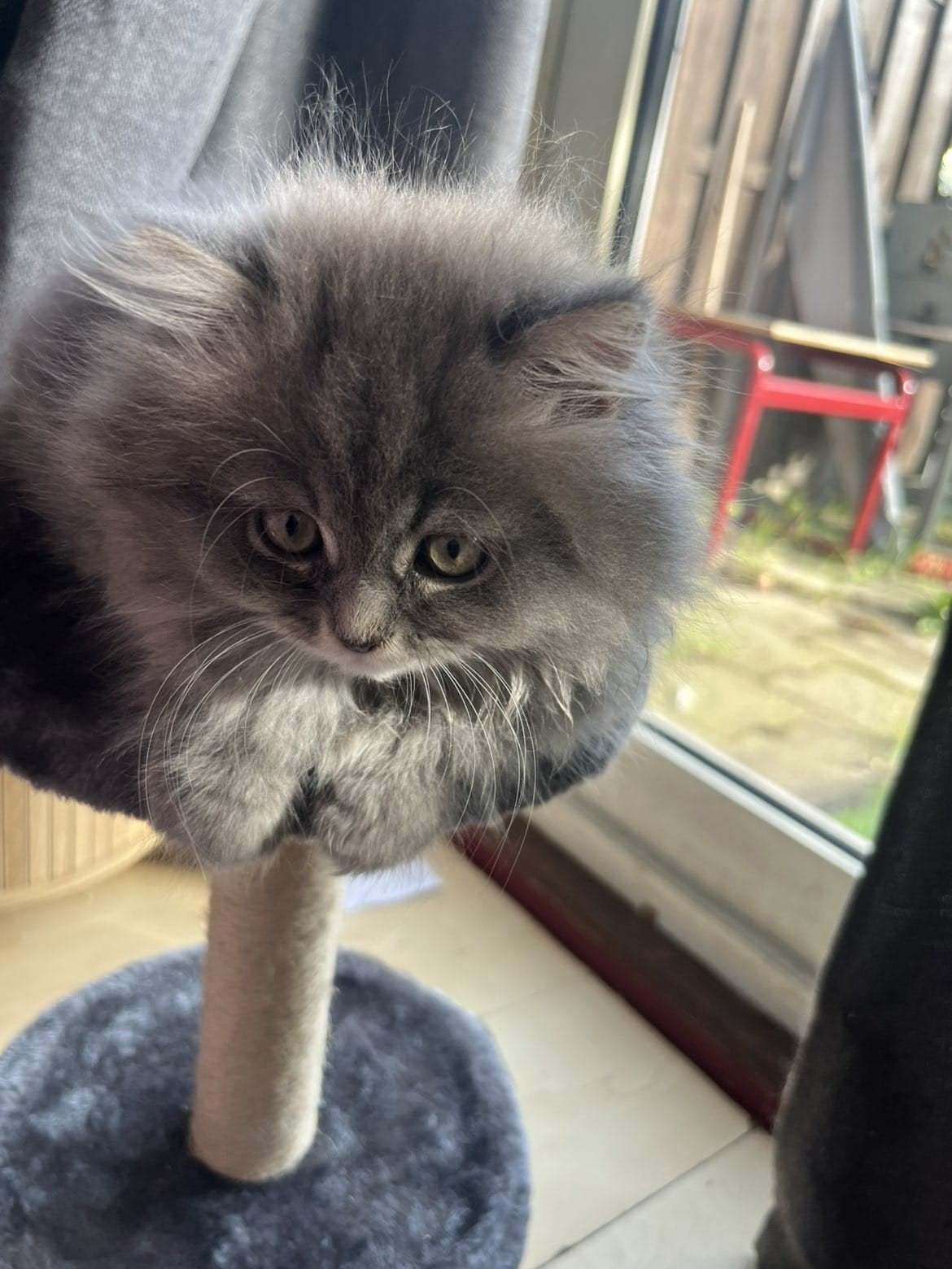 British Longhair, Meerdere dieren, Ontwormd, 0 tot 2 jaar