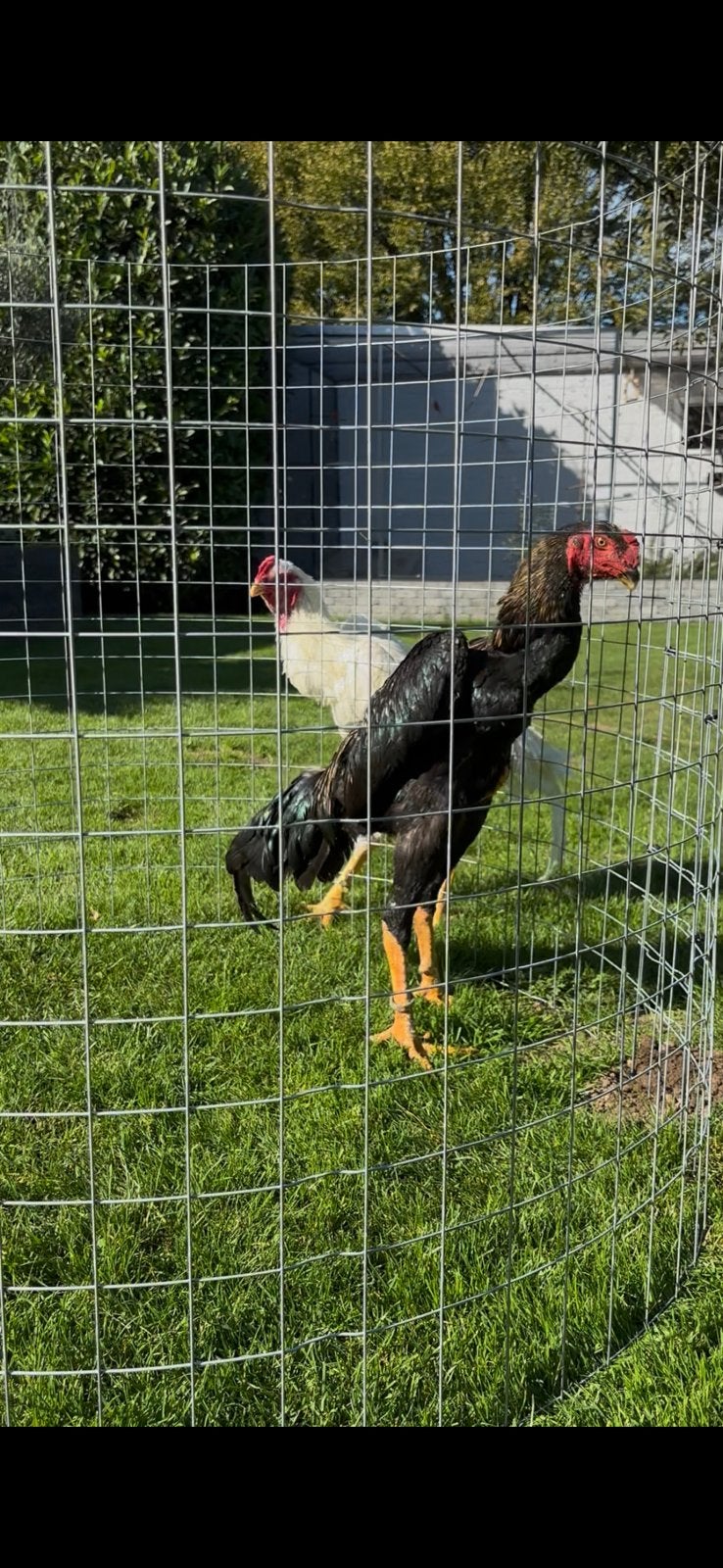Shamo, Dieren en Toebehoren, Mannelijk, Kip