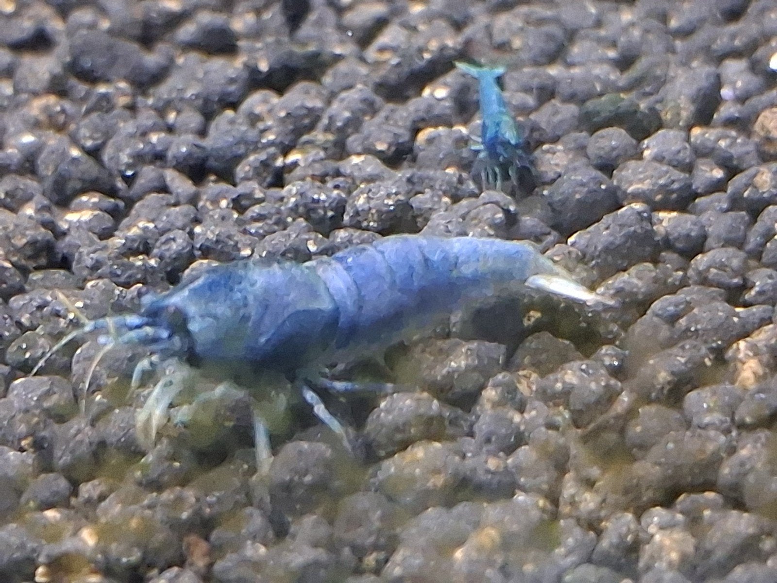 Bleu bolt garnalen, Dieren en Toebehoren, Vissen | Aquariumvissen, Kreeft, Krab of Garnaal