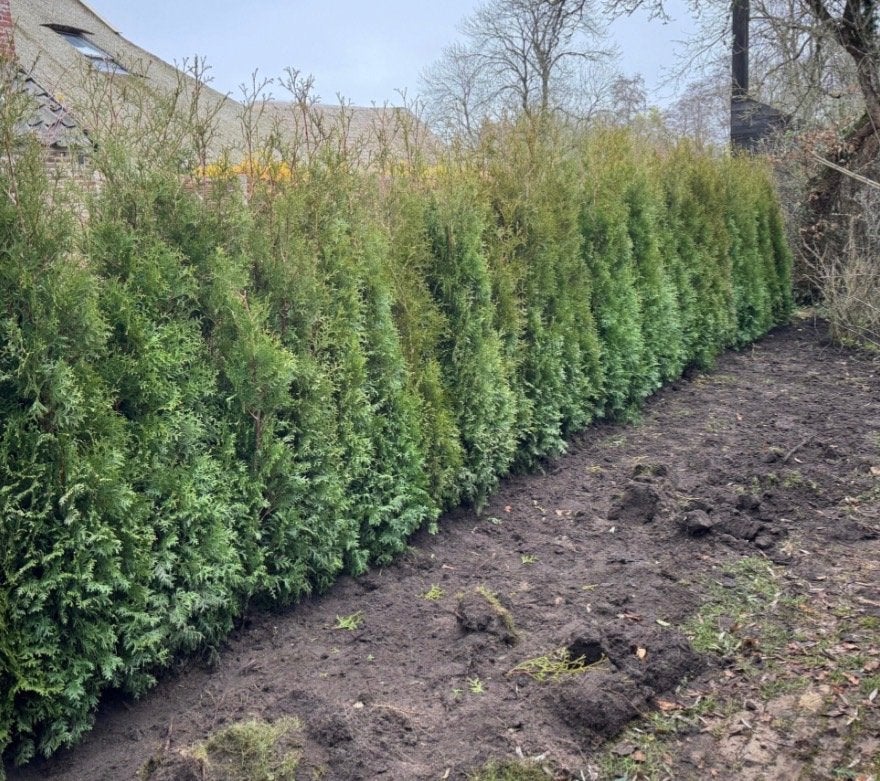 Conifeer Brabant bomen thuja boom 200-220cm, Ophalen, Halfschaduw, Overige soorten, 100 tot 250 cm