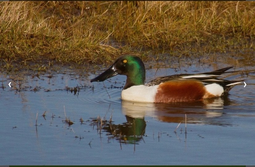 Verschillende soorten Siereenden/eenden, Meerdere dieren, Eend